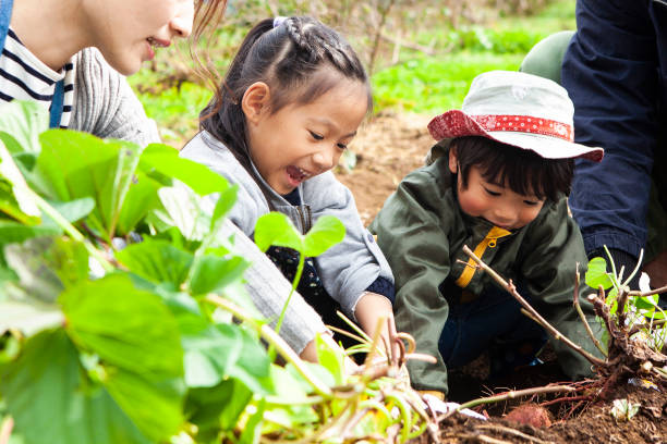 istock Children are digging vegetables with parents 1066405794