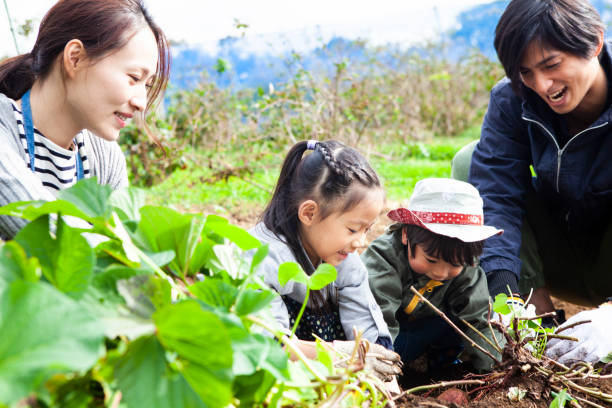 istock Children are digging vegetables with parents 1066405798