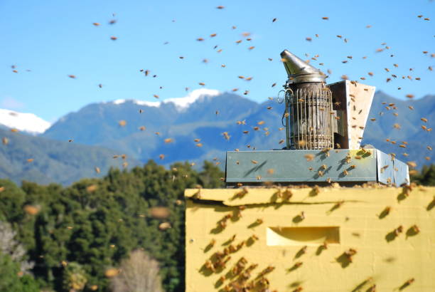 Beehives with Honeybees in a rural farm scene in springtime. The focus is on the Smoker onto of the Hive.
