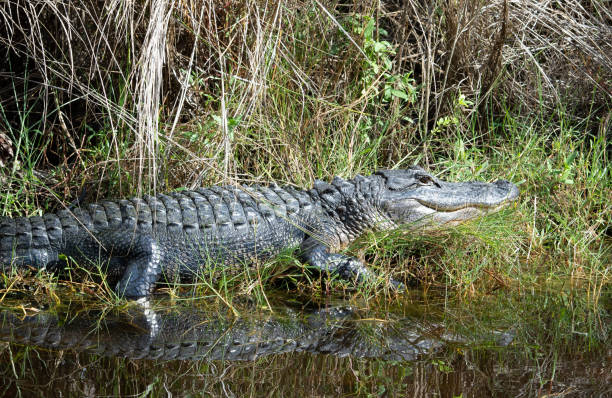 istock American Alligator Hidden in Florida Marsh 1066408042