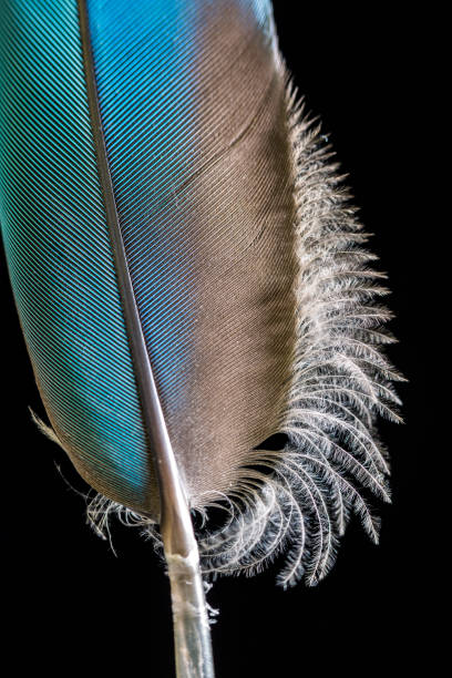 istock Close up of a Feather 1066412438