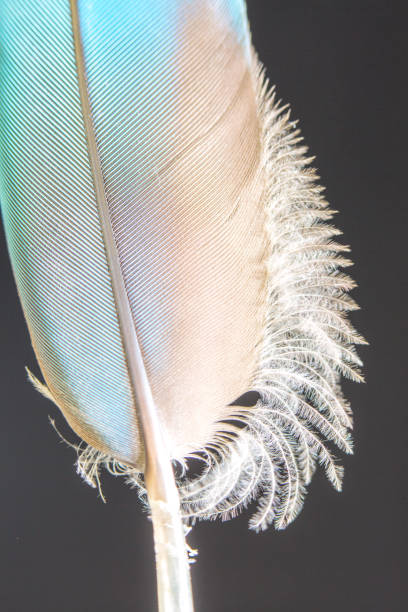 istock Close up of a Feather 1066412440