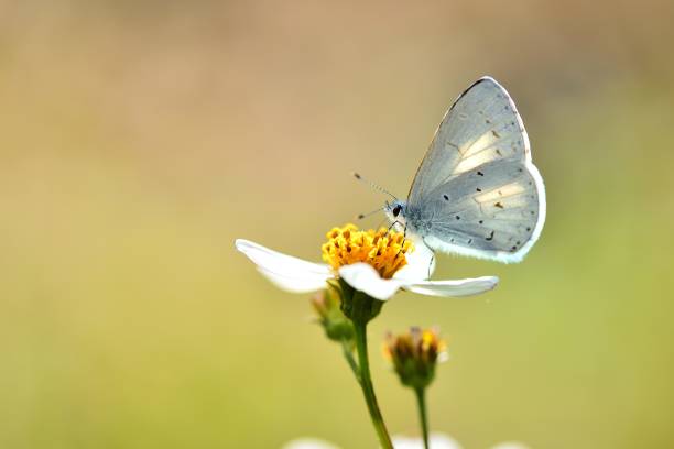 istock Butterfly from the Taiwan (Udara dilecta) 1066415296