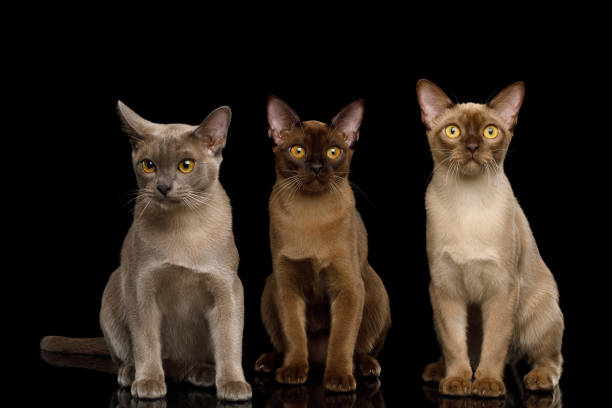 istock Brown burma cats isolated on black background 1066415450