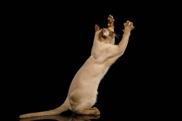 Playful Brown Burma Cat Standing Raising up paws, play with toy, isolated on black background