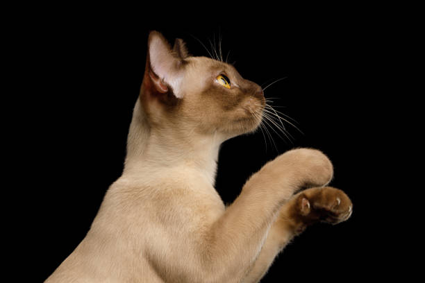 istock Brown burma cat isolated on black background 1066415458