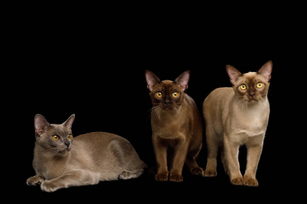 istock Brown burma cats isolated on black background 1066415460