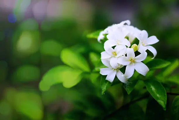 Photo of Orange jasmine blooming in the garden