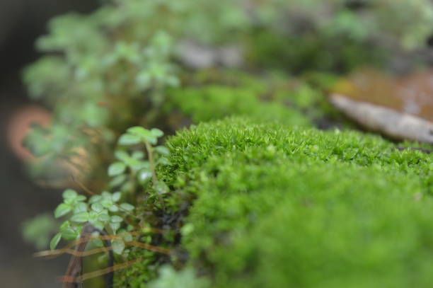 istock Mosses beauty kerala 1066418186