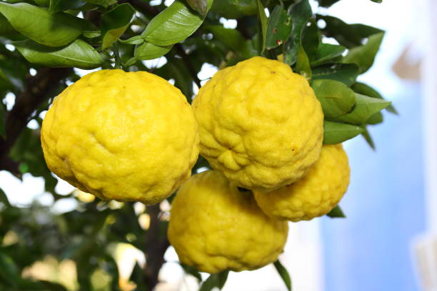 istock Yuzu in Japan.citrus junos 1066426866