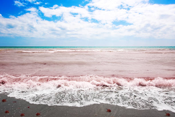 Red Tide Beach Florida stock photo