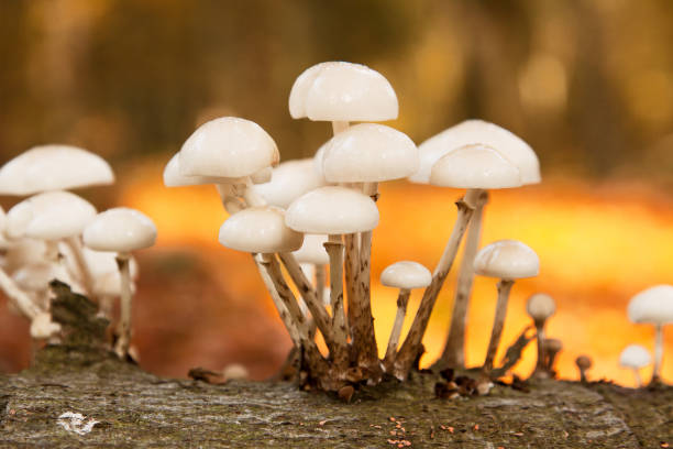 фарфоровые грибы - moss fungus macro toadstool стоковые фото и изображения