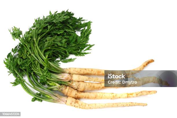 Fresh Parsley Root Isolated On White Background Stock Photo - Download Image Now - Botany, Bunch, Color Image