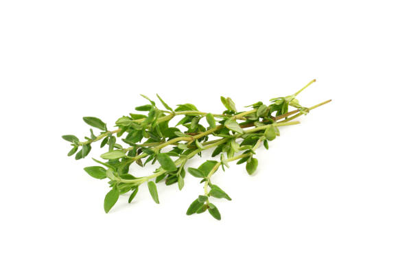 green thyme bunch isolated on white background green thyme bunch isolated on white background thyme stock pictures, royalty-free photos & images