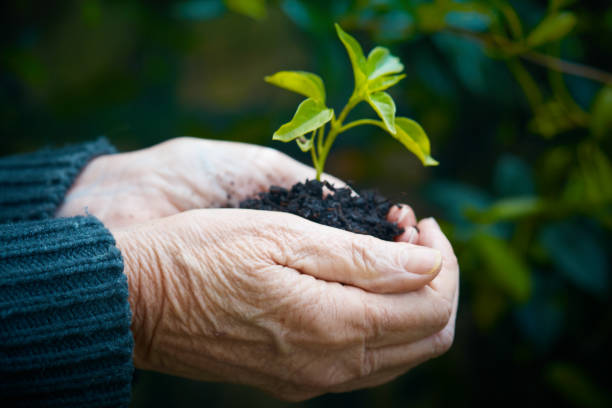 istock Wrinkled old hands cradle baby plant 1066453242