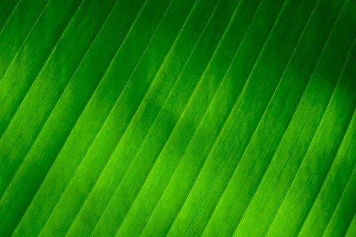 fresh green Leaf texture background of banana