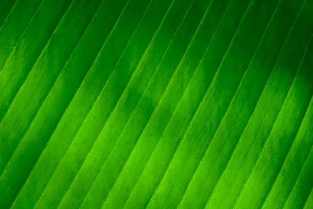Photo of fresh green Leaf texture background of banana