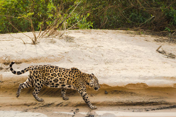 istock Jaguar on the edge of a river 1066472116