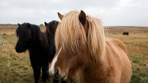 istock Southern region, Iceland 1066472228