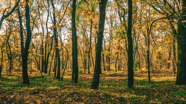istock trees with yellow leaves grow in the park 1066475894