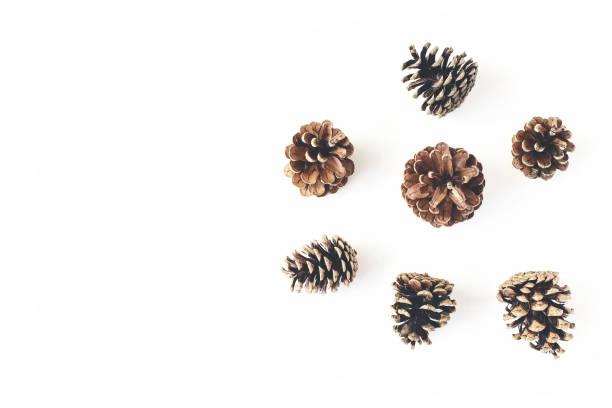 istock Winter simple styled botanical arrangement. Composition of pine cones isolated on white table background. Christmas minimal concept, flat lay, top view. 1066479066
