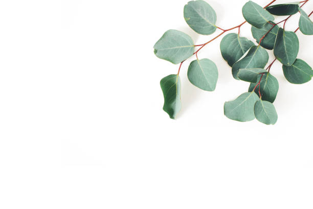 istock Frame, corner made of green Eucalyptus populus leaves and branches on white background. Floral composition. Feminine styled stock flat lay image, top view. Copy space. 1066479128