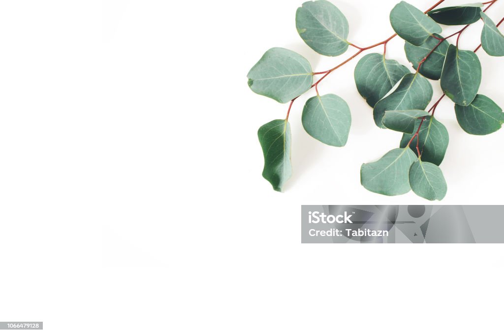 Frame, corner made of green Eucalyptus populus leaves and branches on white background. Floral composition. Feminine styled stock flat lay image, top view. Copy space. Frame, corner made of green Eucalyptus populus leaves and branches on white background. Floral composition. Feminine styled stock flat lay image, top view, copy space. Eucalyptus Tree Stock Photo