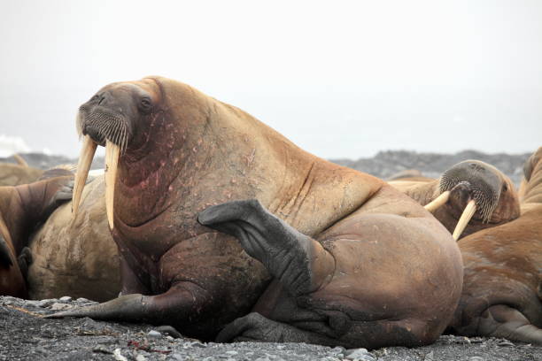 istock Walrus haul-out in the Arctic 1066482092