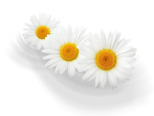 istock Chamomile flowers composition with shadows isolated on white background 1066490340