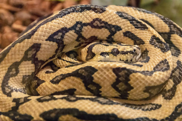 istock The eyes of the boa. 1066490418