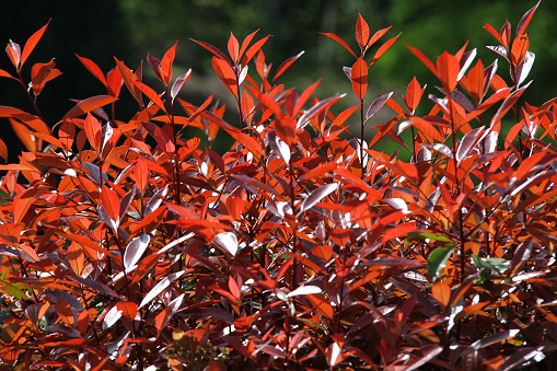 A Photinia plant with typical red-leaved shoots, illuminated by the sun