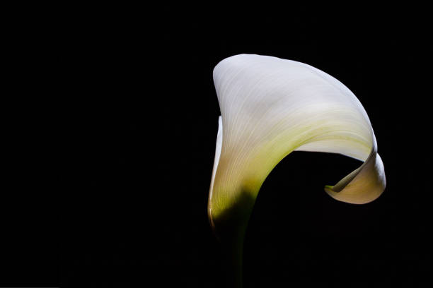 istock Tender white Calla lily glowing on black background 1066496446