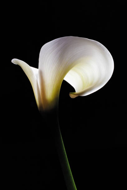 istock Beautiful white Calla lily brightly lit on black background - studio shot 1066496698