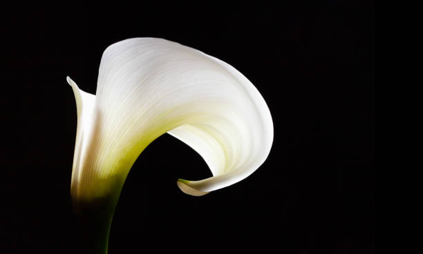 istock White wave - Calla lily flower isolated on black with copy space 1066496778
