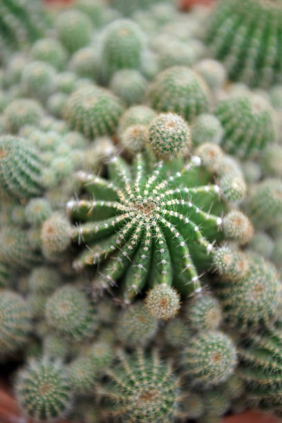 cactus - organ pipe cactus fotografías e imágenes de stock