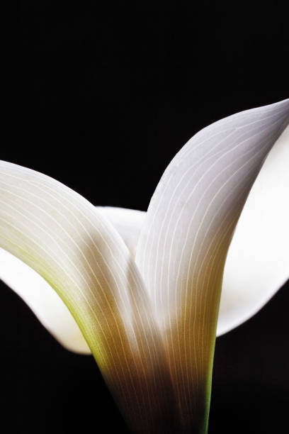 istock Closeup of white Calla lily flower 1066496898