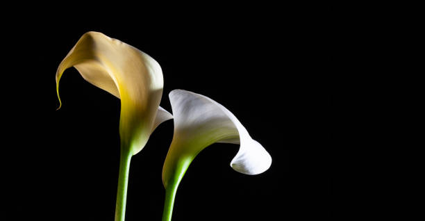 istock White calla lilies glowing on black background with copy space 1066497020