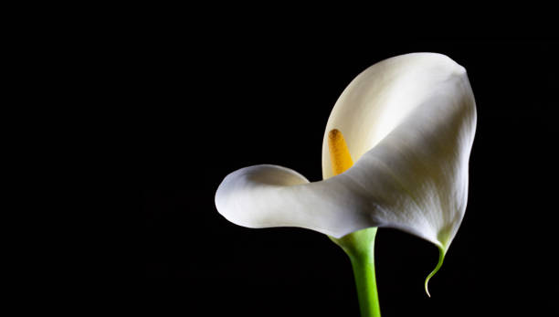 istock Calla lily closeup isolated on black with copy space 1066497056