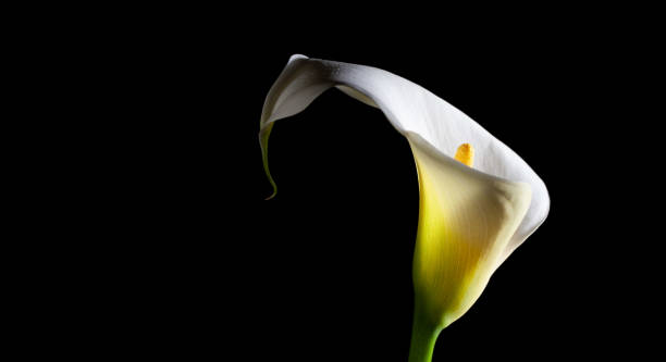 istock White calla lily glowing brightly on black background with copy space - studio shot 1066497088
