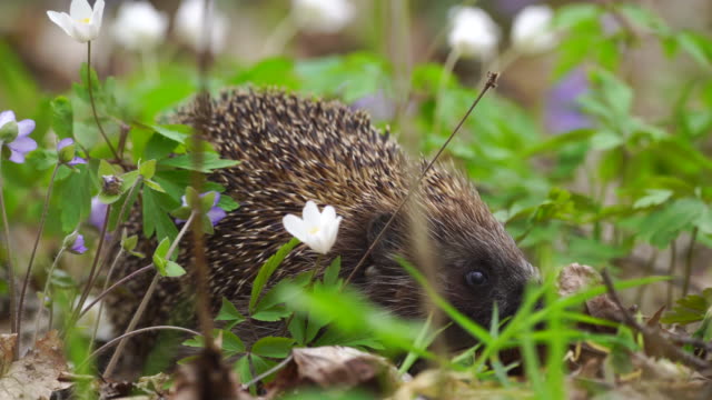 Hedgehog and snowdrops