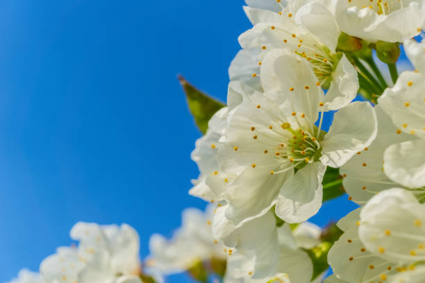 istock Blooming white plumeria flowers with copy space 1066506594