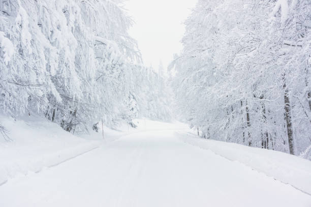 雪道 - 針葉樹 ストックフォトと画像