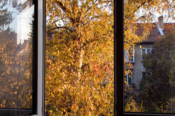 istock Open window view of a colorful birch tree 1066508792
