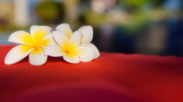 istock White plumeria flowers on red fabric. 1066509074