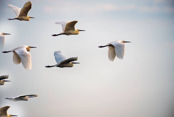 concetti di leadership - birds in flight foto e immagini stock