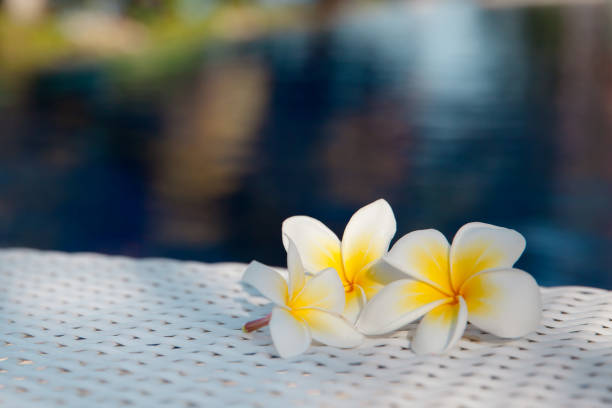 istock Flowers plumeria on a wicker table near the pond 1066510868