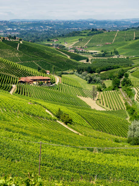 istock Vineyards near Barbaresco, Cuneo, in Langhe 1066511396
