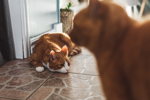 Ginger lindo gatos en casa en casa en el interior photo
