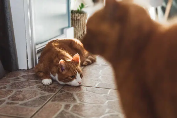 Photo of Cute ginger cats at home in house indoors