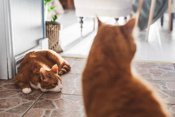 istock Cute ginger cats at home in house indoors 1066511554